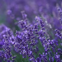 616809119_122097294459228412_1921511070759930096_n